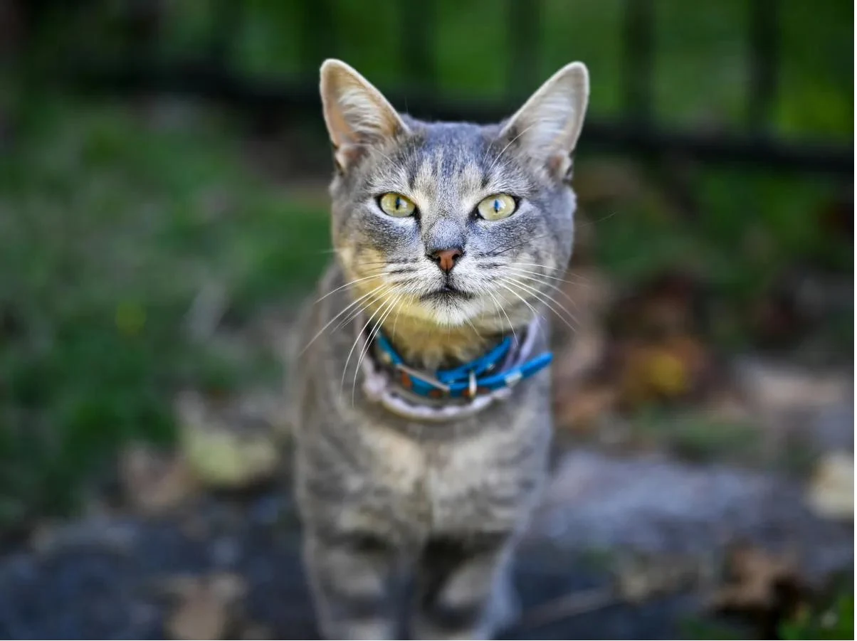 Chat tigré au collier bleu